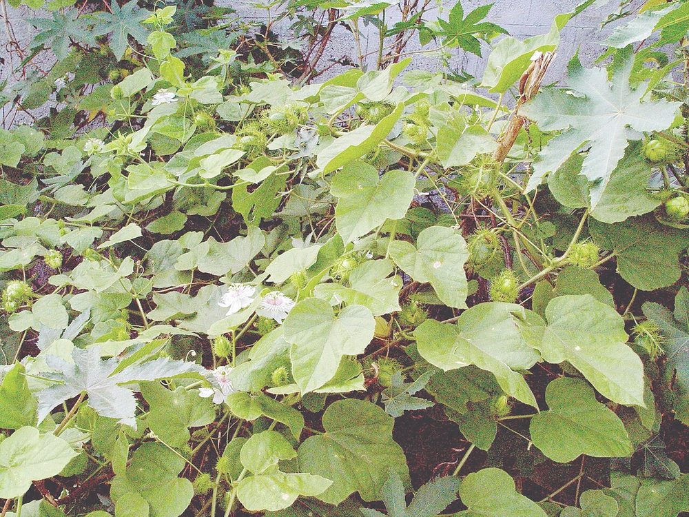 Ảnh nhận diện Lạc Tiên