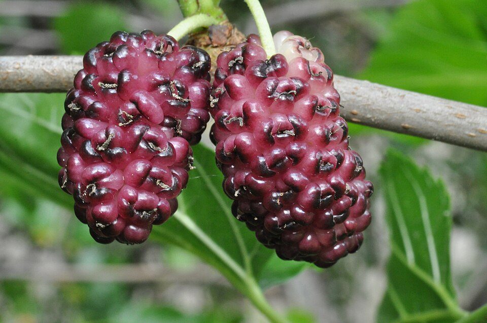 Ảnh nhận diện Tang Thầm (Quả Dâu Tằm)