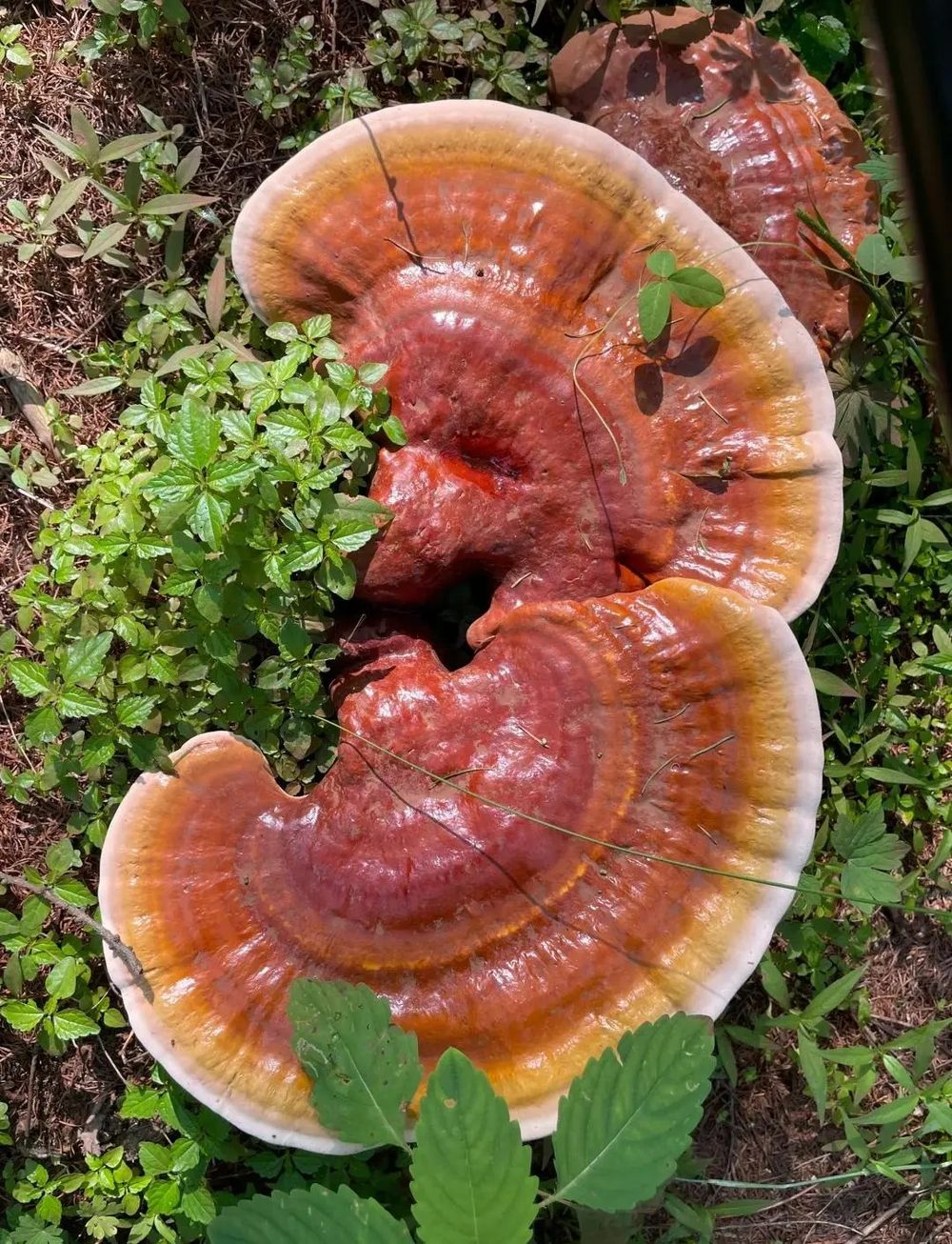 Ảnh nhận diện Linh Chi