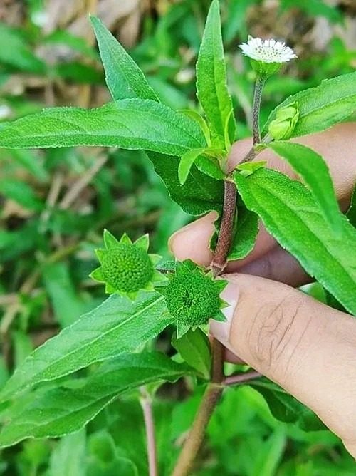 Ảnh nhận diện Hạn Liên Thảo