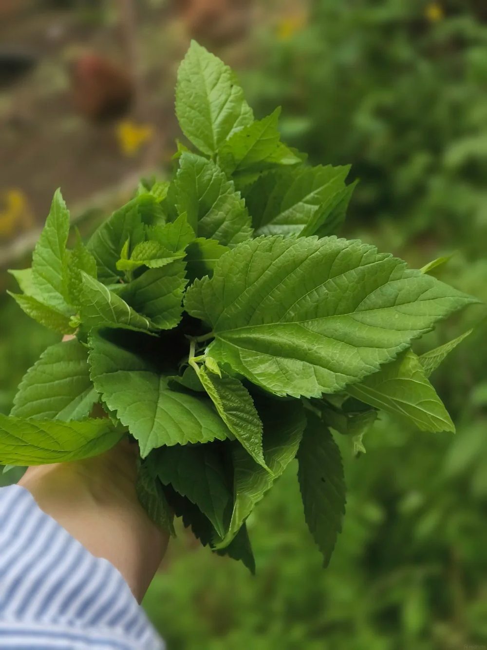 Ảnh nhận diện Tang Diệp (Lá Dâu)