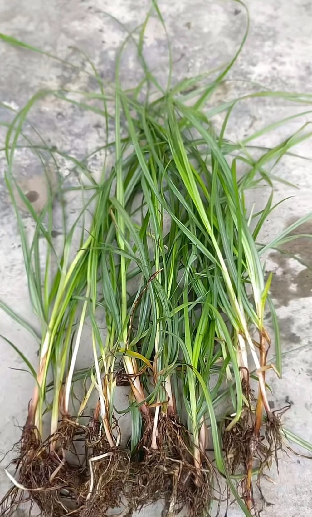 Ảnh nhận diện Hương Phụ