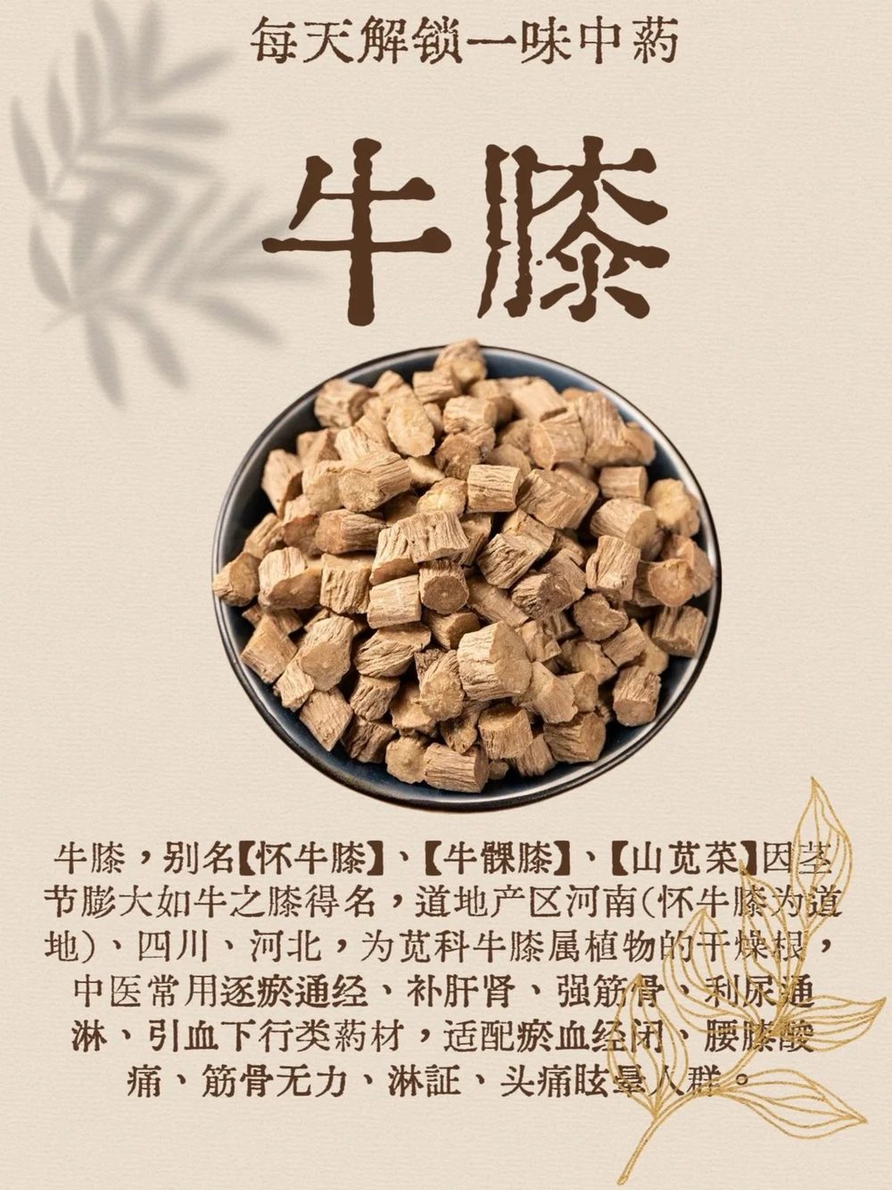 Ảnh nhận diện Ngưu Tất