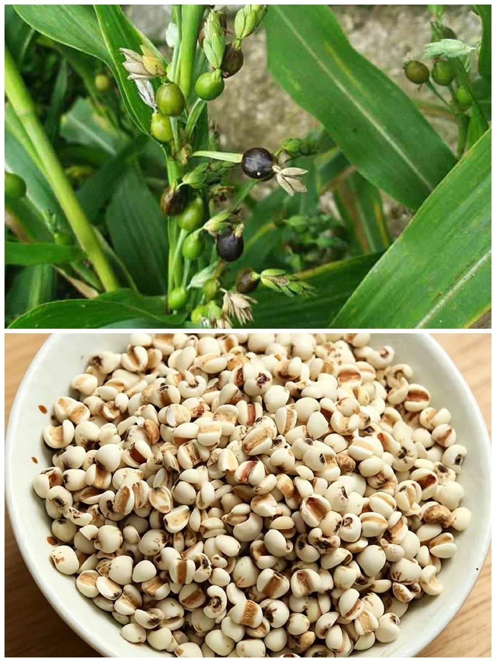 Ảnh nhận diện Ý Dĩ