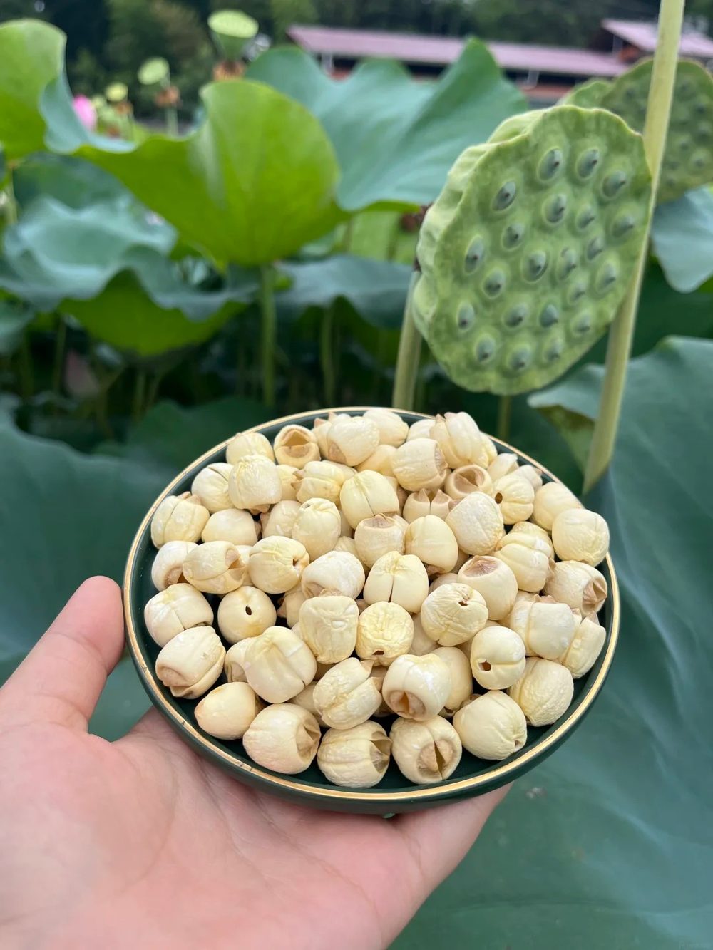 Ảnh nhận diện Liên Nhục (Hạt Sen)