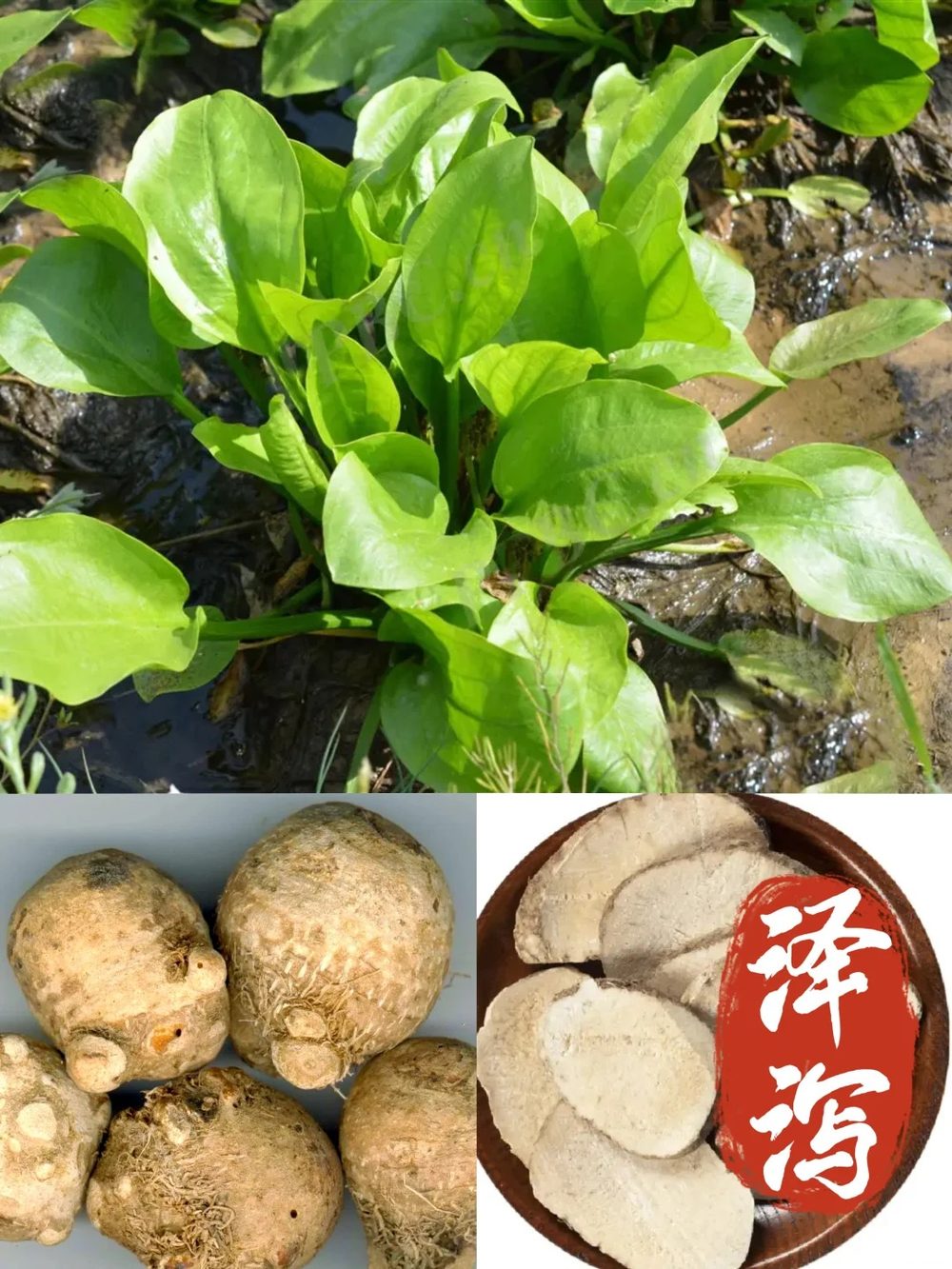 Ảnh nhận diện Trạch Tả