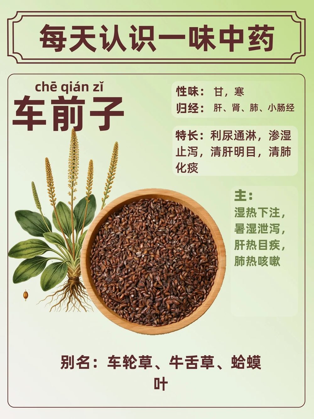 Ảnh nhận diện Xa Tiền Tử