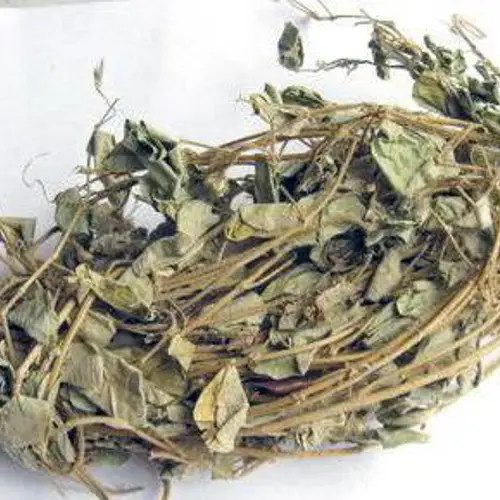 Ảnh nhận diện Kim Tiền Thảo