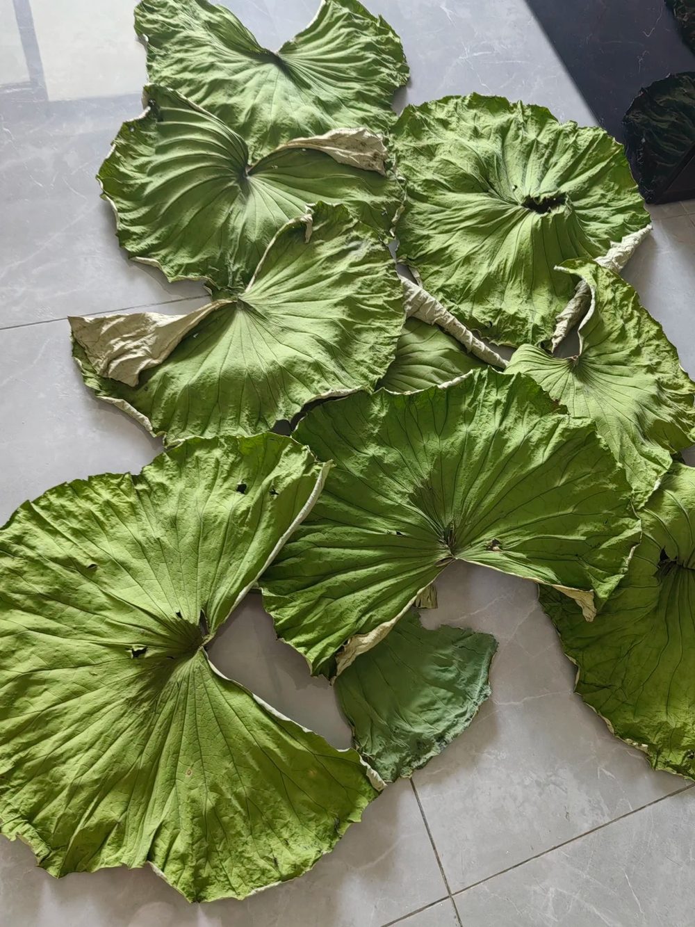 Ảnh nhận diện Lá Sen