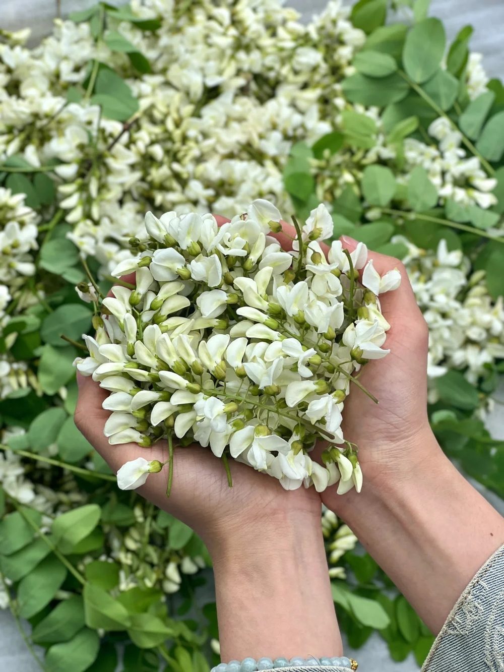 Ảnh nhận diện Hoa Hòe
