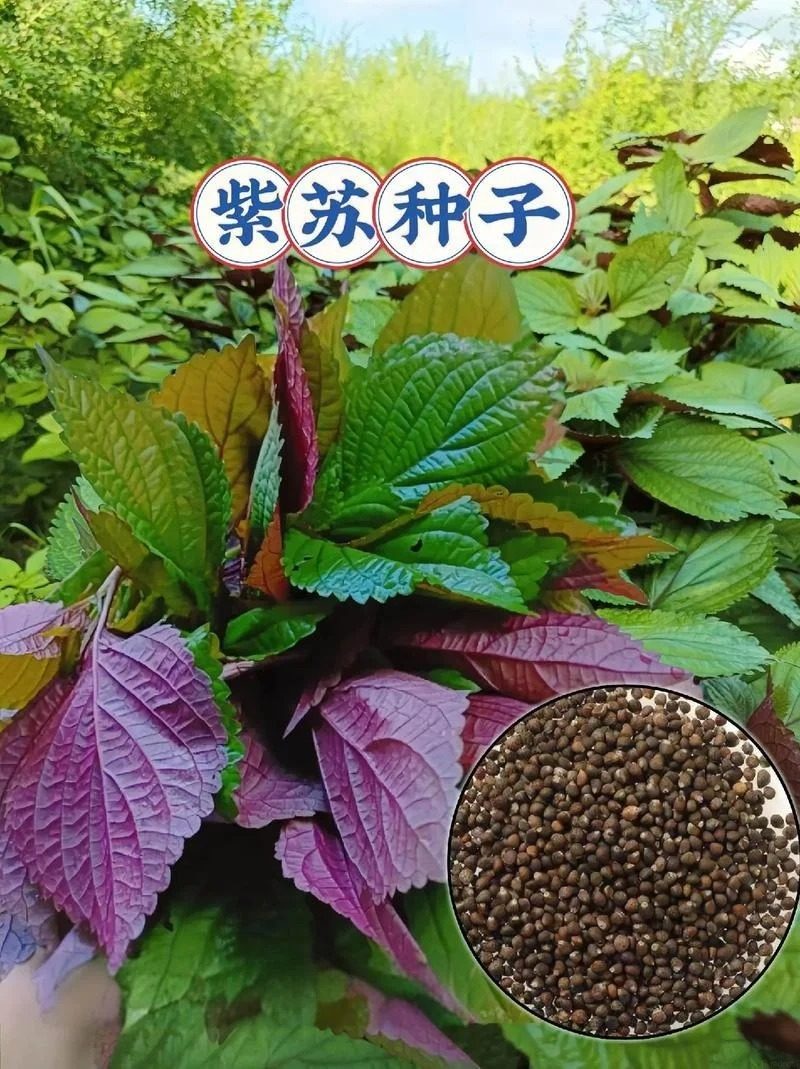Ảnh nhận diện Tô Tử